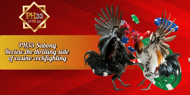 PH33 Sabong - Review the thrilling side of casino cockfighting